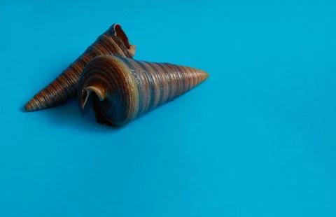 Marine layout. Two seashells on a blue background. Stock Photos