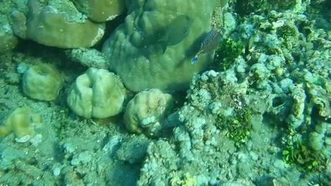 Marine life boxfish Stock Footage 119883036