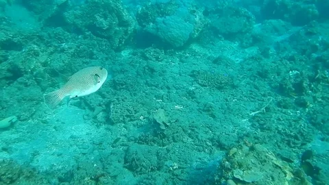 Marine life boxfish Stock Footage 122493465