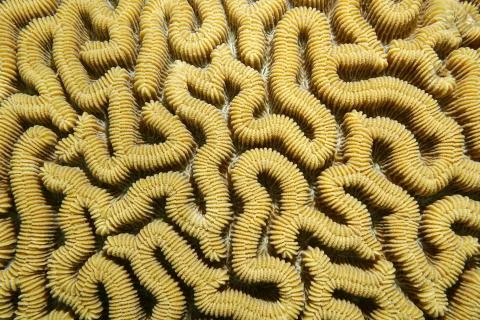 Marine life close-up of boulder brain coral Stock Photos