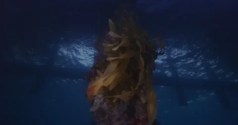 Marine Life Colonizing Pier Structure, Australia Stock Footage 334826097
