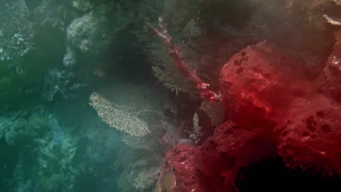 Marine life in diffuse light on a coral reef. Stock Footage 308636369