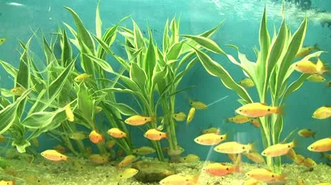 Marine life Stock Footage 8995237