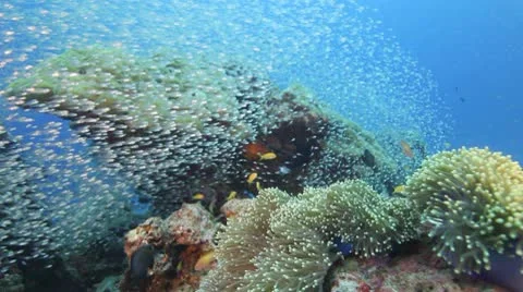 Marine life Stock Footage 9258103