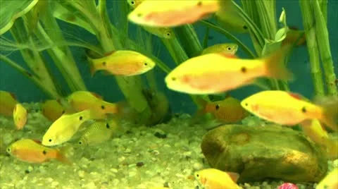 Marine life Stock Footage 10200776