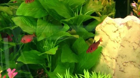 Marine life Stock Footage 10585740