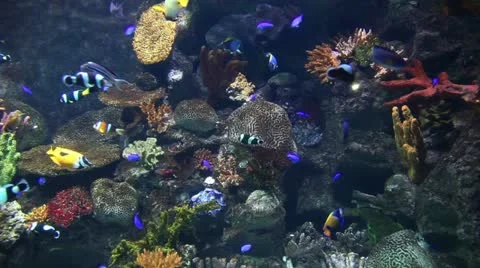 Marine life Video stock 12397175