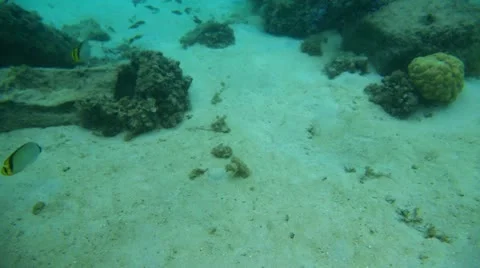 Marine life 스톡 동영상 20512535