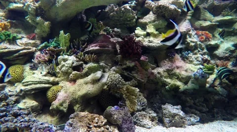 Marine life Stock Footage 49312688