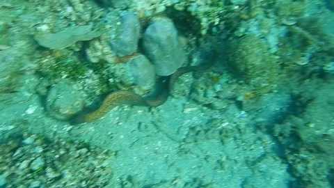 Marine life golden moray Stock Footage