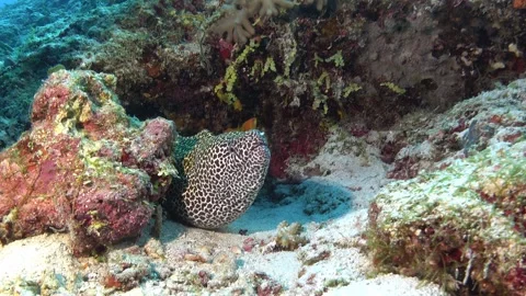 Marine life - Leopard moray eel close to the camera Video stock 272489731