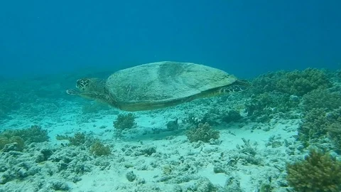 Marine life old turtle Stock Footage 122490813