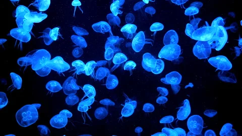 Marine life scene featuring a vibrant jellyfish in clear water. Stock Footage 335887679
