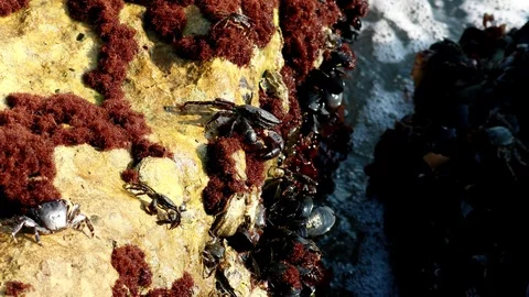 Marine life on a sea rock Stock Footage
