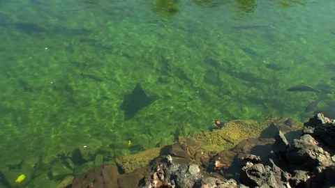 Marine life stingrays manta rays and fish swim in ocean Stock Footage 125340701