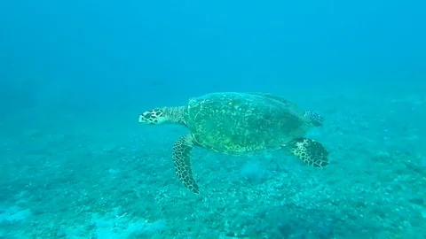 Marine life turtle Stock Footage