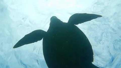 Marine life turtle Stock Footage 121946466