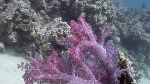 Marine Lifeform Stock Footage 170772749