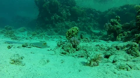 Marine life.mp4 Stock Footage 56979209
