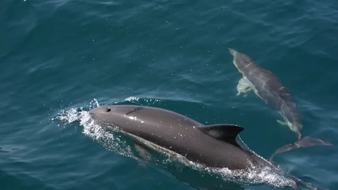 Marine mammal breathes, dolphin blowhole, evolution, motherhood, slow motion Stock Footage