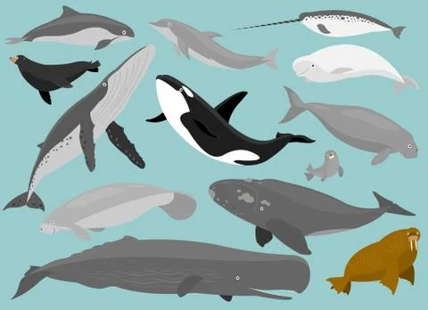 Marine Mammals Stock Illustration