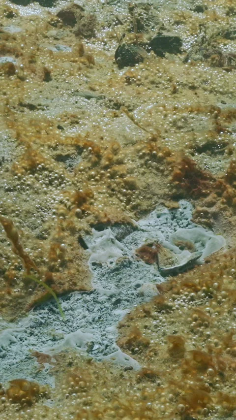 Marine mold affects seabed covered with colonial unicellular algae synthesizing Video stock 338023709