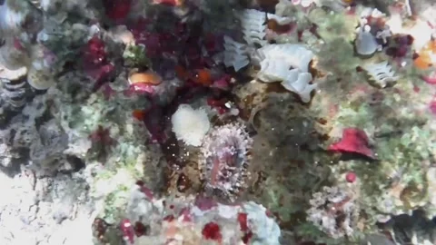 Marine Mollusks and Multiple Egg Masses Under an Inverted Rock Stockbeeldmateriaal 342636973