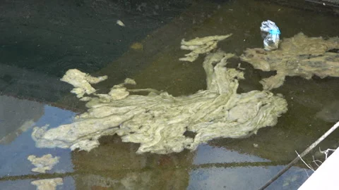 Marine Mucilage and Floating Garbage in the Adriatic Sea Stock Footage 284224819