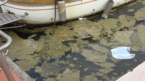 Marine Mucilage and Floating Garbage in the Port of Cervia Stock Footage 284224820
