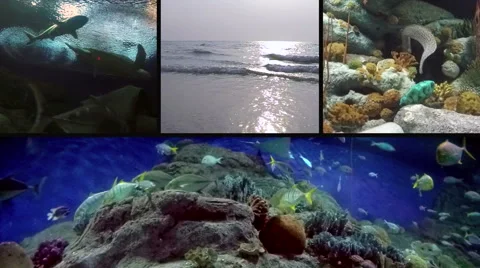 Marine Mural With Frames Showing a Wide Variety of Marine Species. Stock-Footage 46351724