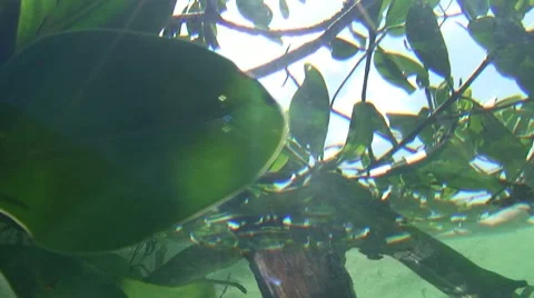 Marine Nursery Stock Footage 7138122