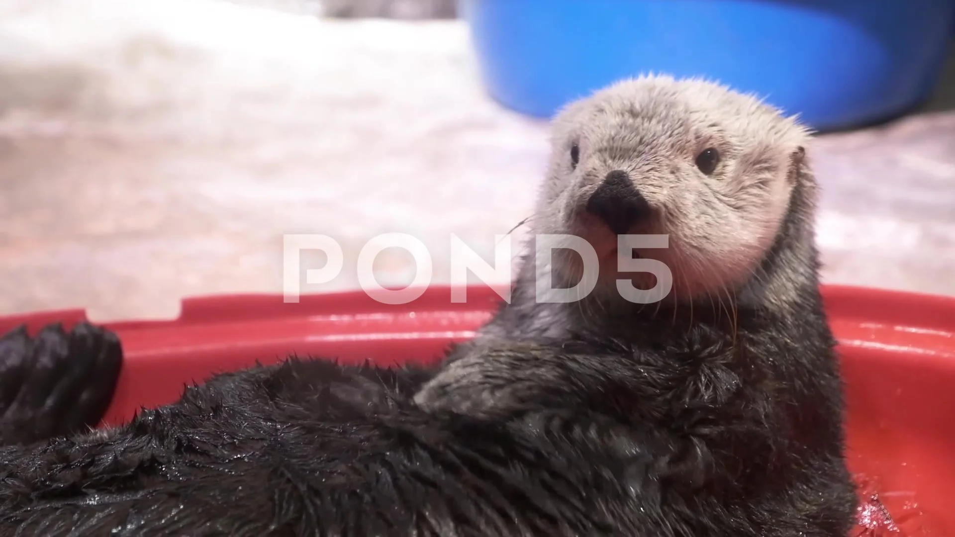 Marine otter baths itself in an ice bath, Stock Video