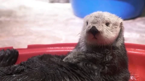 Marine otter baths itself in an ice bath at the aquarium Video stock 145682173