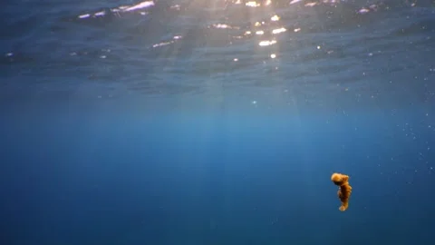Marine parasite leech crawling on camera lens with sun rays and ocean surface Vidéo 332612459