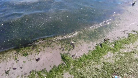 Marine Pollution and Algae Bloom on Sandy Shore. Stock Footage 333892154