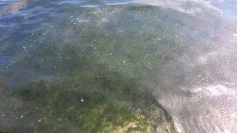 Marine Pollution and Algae Bloom on Sandy Shore. Stock Footage 333892163