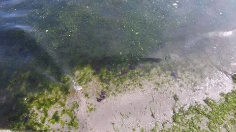 Marine Pollution and Algae Bloom on Sandy Shore. Stock Footage 333892171