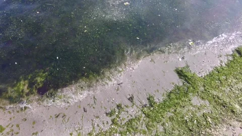 Marine Pollution and Algae Bloom on Sandy Shore. Stock Footage 333892353