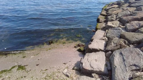 Marine Pollution and Algae Bloom on Sandy Shore. Stock Footage 333892377