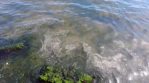 Marine Pollution and Algae Bloom on Sandy Shore. Stock Footage 333892424