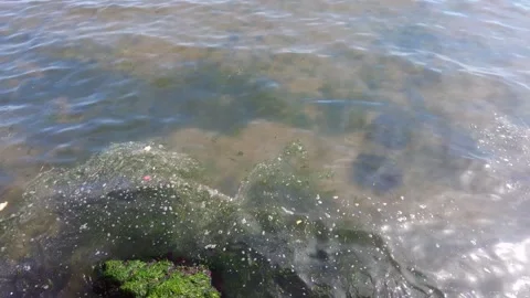 Marine Pollution and Algae Bloom on Sandy Shore. Stock Footage 333892434