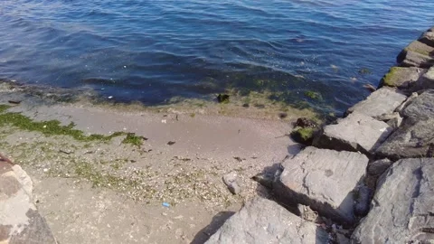 Marine Pollution and Algae Bloom on Sandy Shore. Stock Footage 333892614