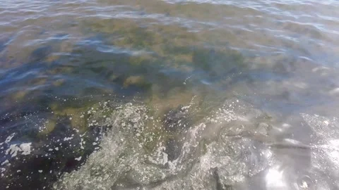 Marine Pollution and Algae Bloom on Sandy Shore. Stock Footage 333892629