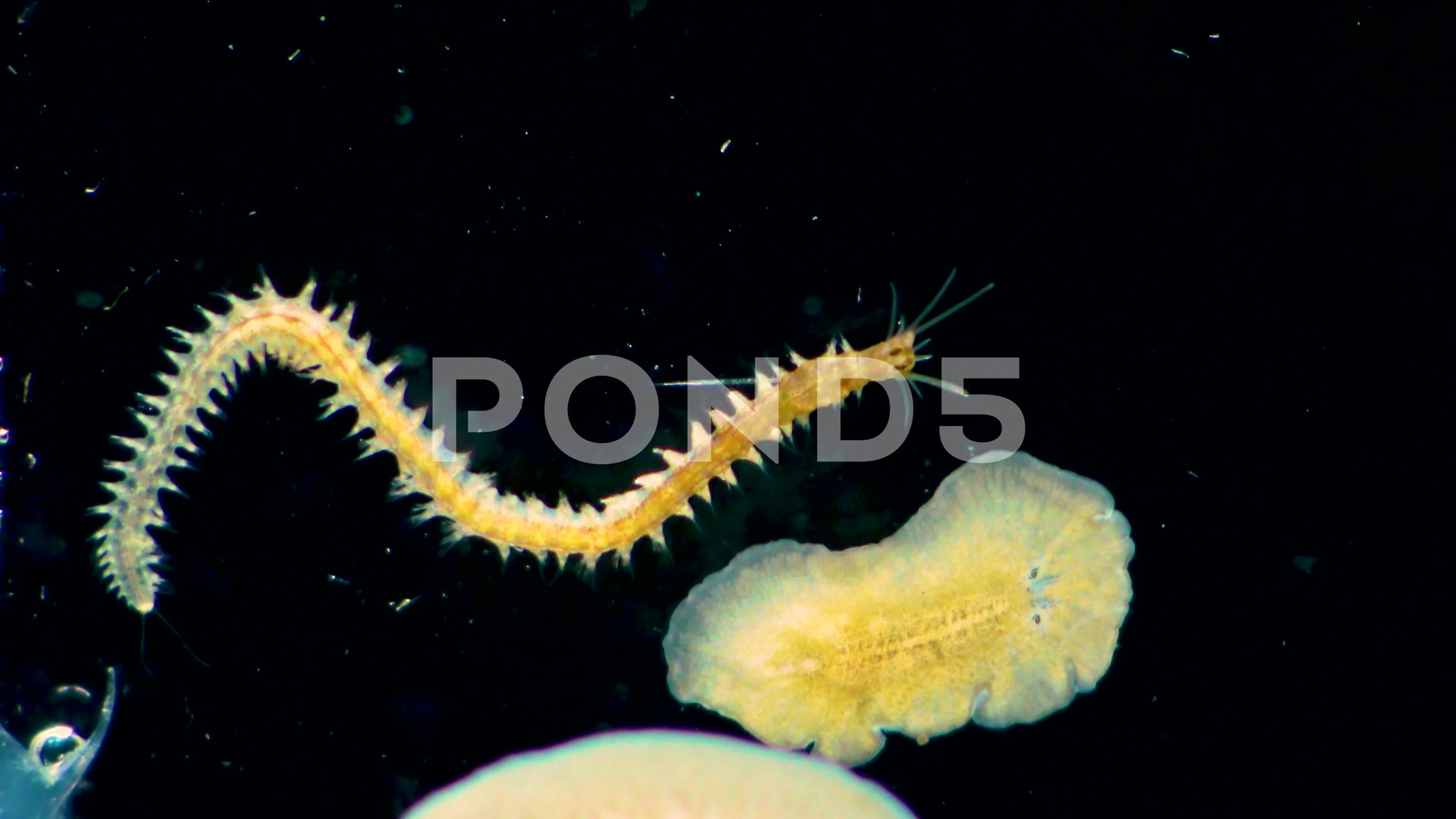 Marine Polychaete Worm Nereis And Planar Stock Video Pond5