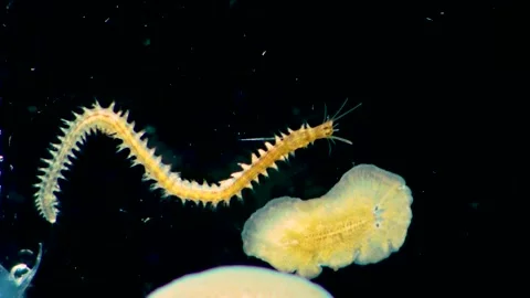 Marine polychaete worm Nereis and Planaria. Black Sea Stock Footage