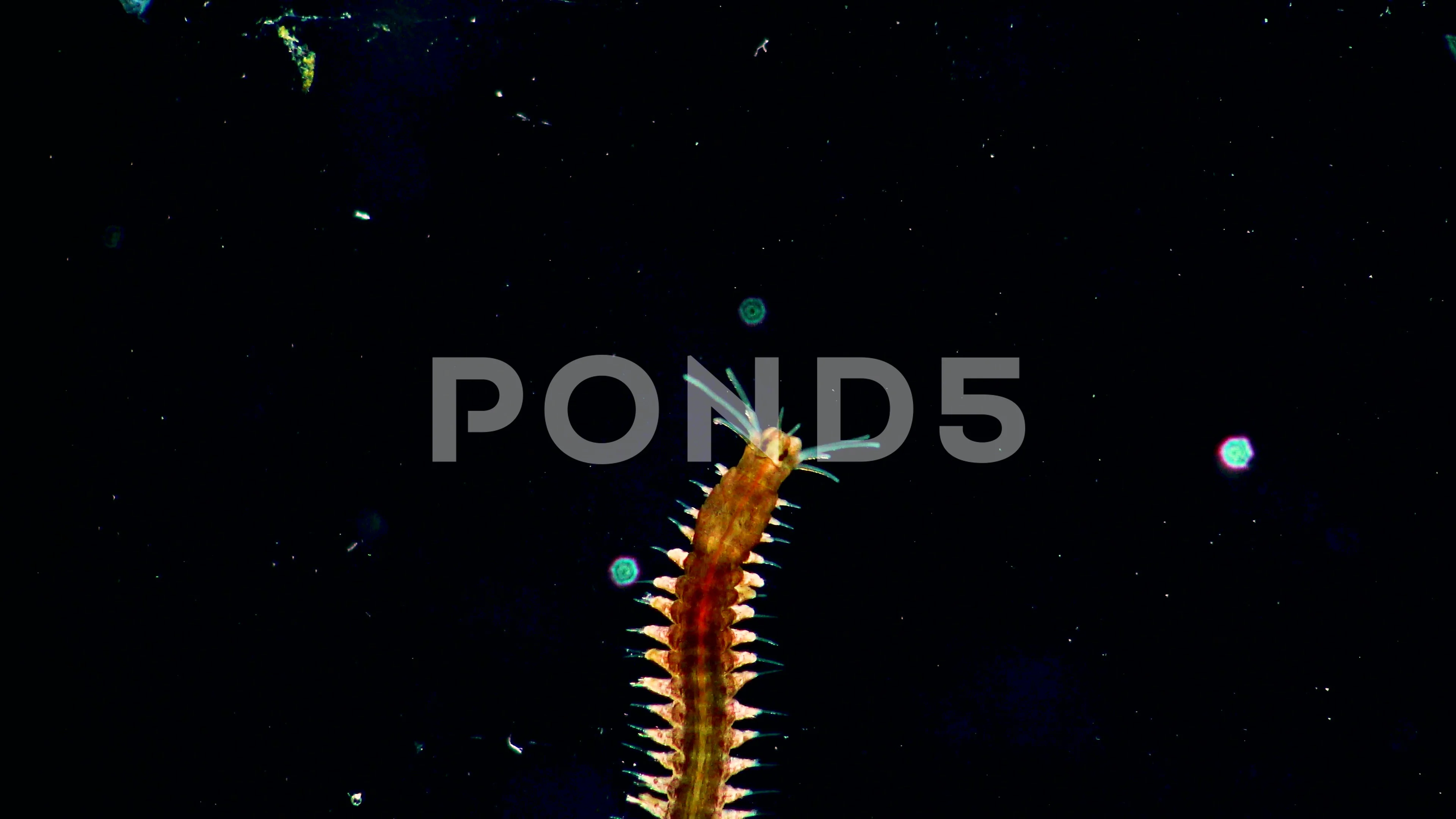 Marine Polychaete Worm Nereis Black Sea Stock Video Pond5