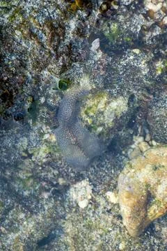 Marine polyclad flatworm resting on a rocky seabed. Stock Photos
