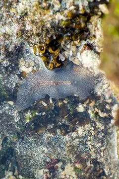 A marine polyclad flatworm with a speckled gray body resting underwater. Stock Photos