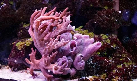 Marine reef ecosystem macro closeup. Live soft tree coral capnella and purple Stock Photos