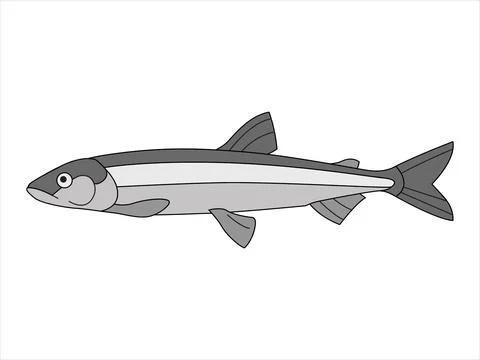 Marine, river fish Stock Illustration